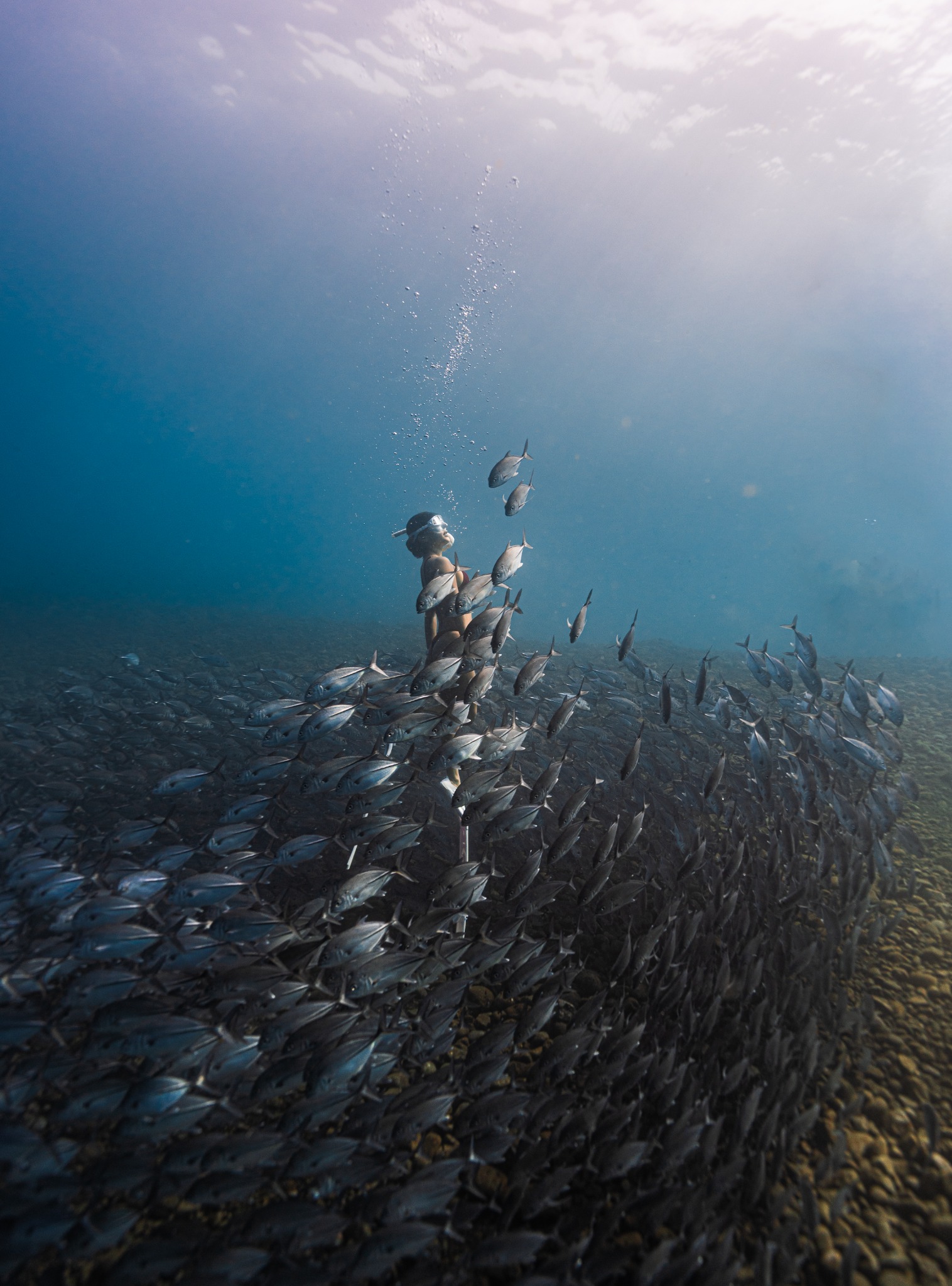 Jackfish schooling in Amed